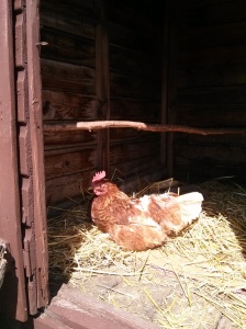 A hen enjoying her smartly painted coop